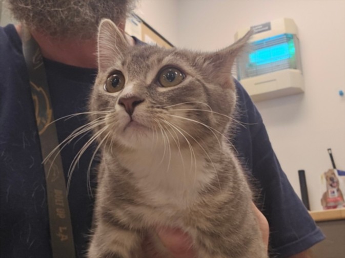 Shelter Stray Female Cat last seen , 14409 Vanowen St, Van Nuys, CA 91405, USA