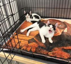 Shelter Stray Unknown Cat last seen , 14409 Vanowen St, Van Nuys, CA 91405, USA