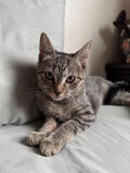 Reunited Female Cat last seen 18th and agua fresca, Albuquerque, NM 87104