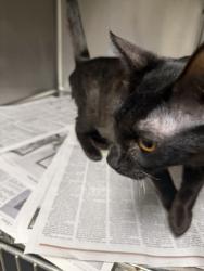 Shelter Stray Unknown Cat last seen , 14409 Vanowen St, Van Nuys, CA 91405, USA