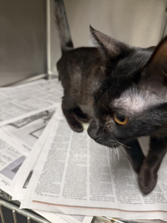 Shelter Stray Unknown Cat last seen , 14409 Vanowen St, Van Nuys, CA 91405, USA