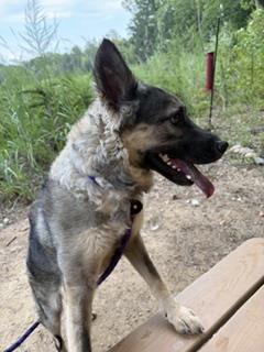 Shelter Stray Female Dog last seen CHARLOTTE, 8315 Byrum Dr, Charlotte, NC 28217, USA