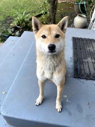 Reunited Male Dog last seen W 3rd St and Kenmore, Los Angeles, CA 90004