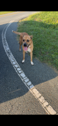 Reunited Male Dog last seen Near Covington rd, King, NC 27021