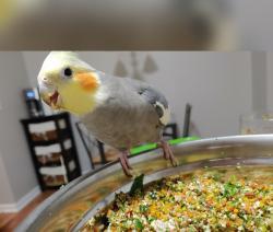 Reunited Male Bird last seen Theodore and Ridge Rd, Joliet, IL 60431