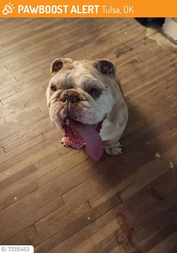 Found/Stray Male Dog last seen 92nd Street, Tulsa, OK 74112