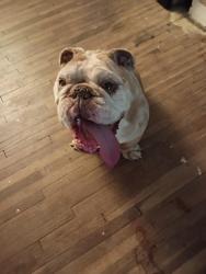 Found/Stray Male Dog last seen 92nd Street, Tulsa, OK 74112