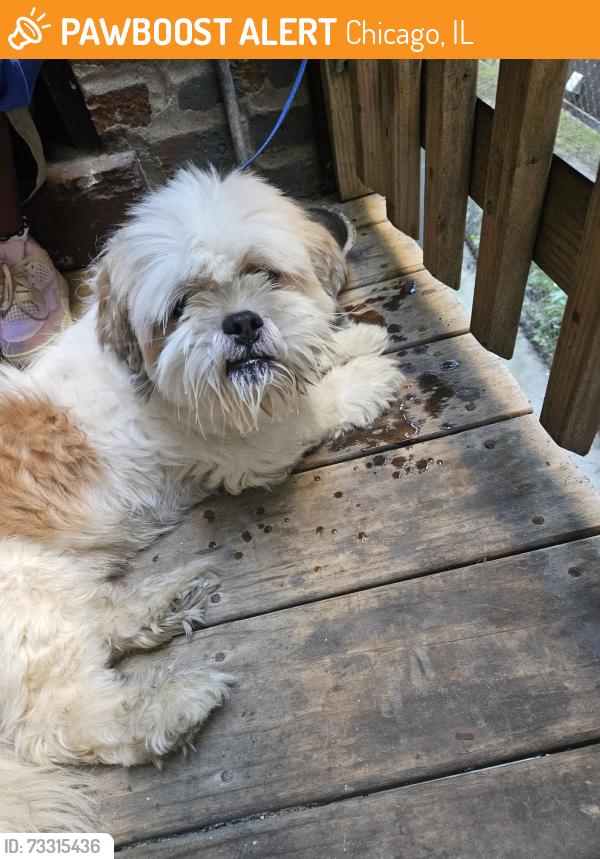 Found/Stray Male Dog last seen Jeffery, Chicago, IL 60617