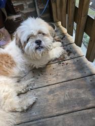 Found/Stray Male Dog last seen Jeffery, Chicago, IL 60617