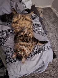 Lost Male Cat last seen Near baker Ln., Alvarado, TX 76009