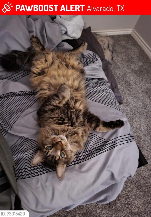 Lost Male Cat last seen Near baker Ln., Alvarado, TX 76009