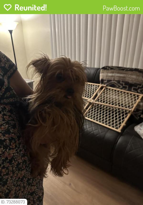 Reunited Female Dog last seen Grant swan, Tucson, AZ 85712