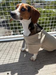 Reunited Female Dog last seen Servants of the pierced hearts of Jesus and mary, Miami, FL 33145