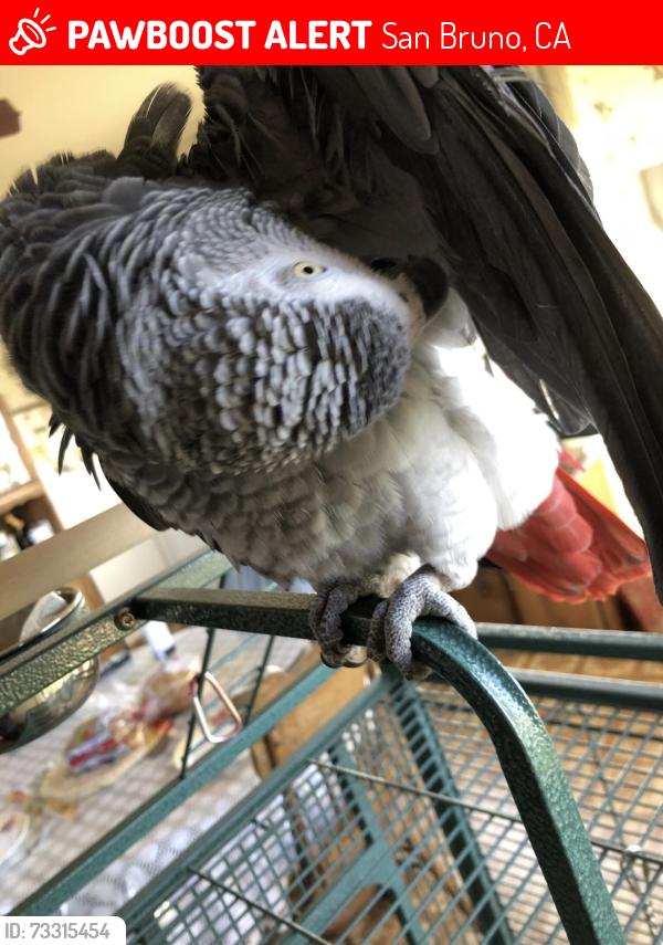 Lost Male Bird last seen Chestnut and Niles Avenue San Bruno Ca, San Bruno, CA 94066