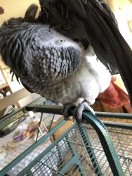 Lost Male Bird last seen Chestnut and Niles Avenue San Bruno Ca, San Bruno, CA 94066