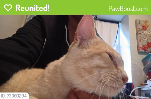 Reunited Male Cat last seen Near McKool Ave, Streamwood, IL 60107, Streamwood, IL 60107