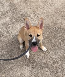 Found/Stray Male Dog last seen Renwick and Westpark, Houston, TX 77081