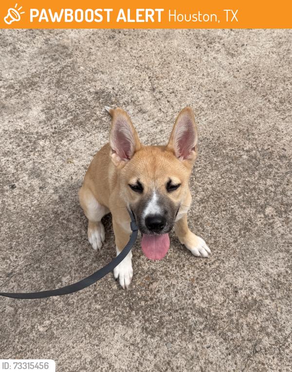 Found/Stray Male Dog last seen Renwick and Westpark, Houston, TX 77081
