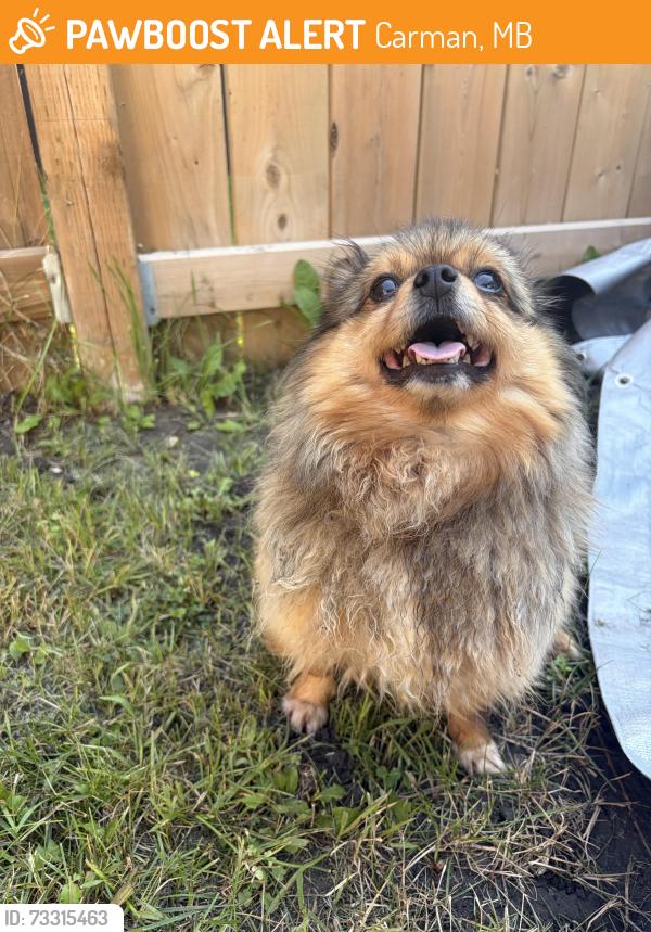 Found/Stray Unknown Dog last seen Elm bay, 5the street, Carman, MB 