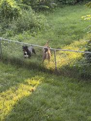 Found/Stray Unknown Dog last seen 69th & WirtSt, Omaha, NE 68104