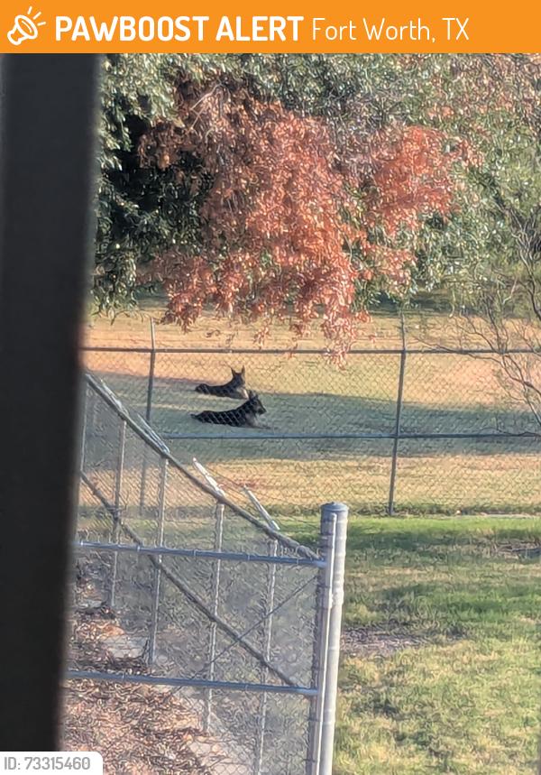 Found/Stray Unknown Dog last seen North Green Briar Community center behind the pond and recreation center, Fort Worth, TX 76115