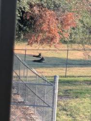 Found/Stray Unknown Dog last seen North Green Briar Community center behind the pond and recreation center, Fort Worth, TX 76115