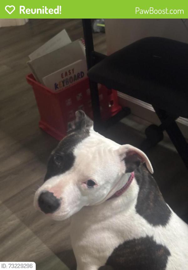 Reunited Female Dog last seen twin towers, Dayton, OH 45410