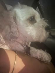 Reunited Male Dog last seen 55th and pulaski, Chicago, IL 60632
