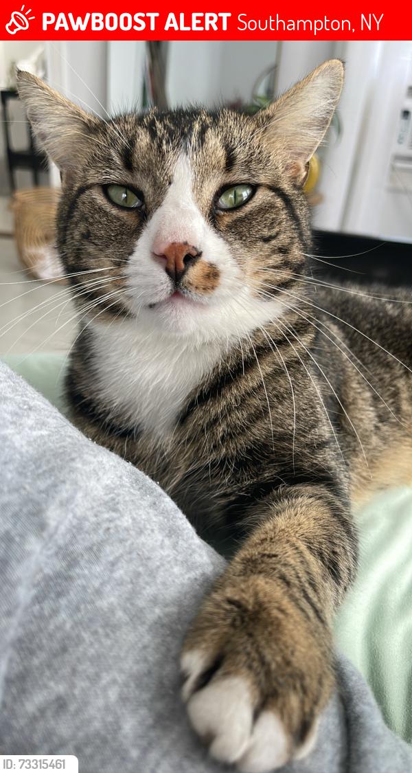 Lost Male Cat last seen Hampton Road between Potato Field Lane and MTK Hwy, Southampton, NY 11968