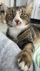 Lost Male Cat last seen Hampton Road between Potato Field Lane and MTK Hwy, Southampton, NY 11968