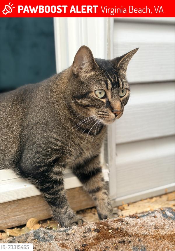 Lost Male Cat last seen Fremac Drive, Virginia Beach, VA 23451