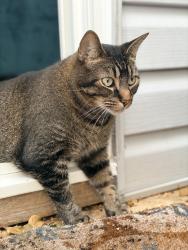 Lost Male Cat last seen Fremac Drive, Virginia Beach, VA 23451