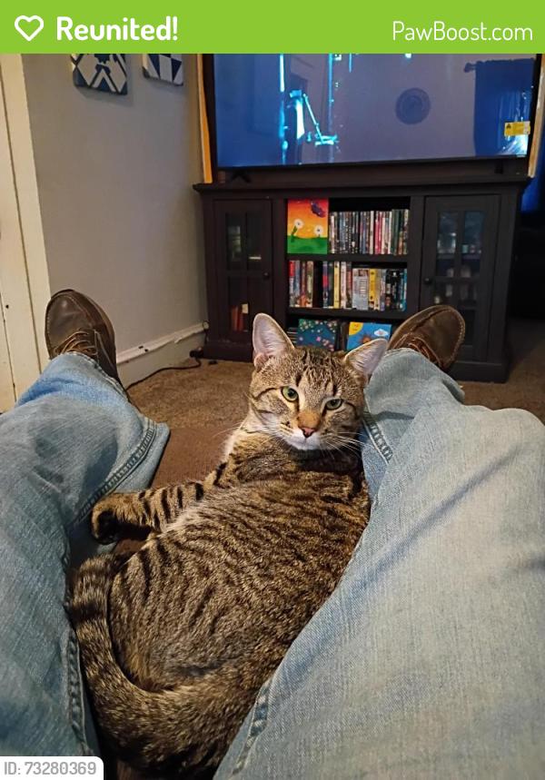 Reunited Male Cat last seen Sheetz on 322, Ephrata, PA 17522