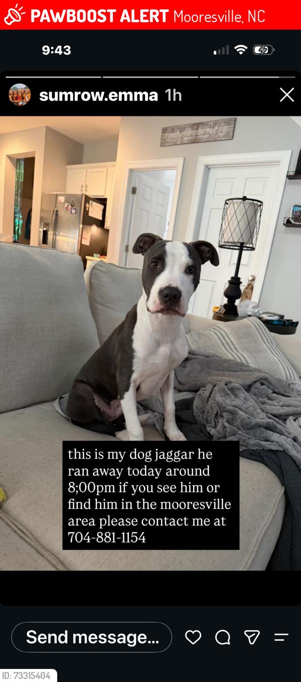Lost Male Dog last seen Shearers Rd and Johnson Dairy rd, Mooresville, NC 28115