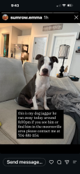 Lost Male Dog last seen Shearers Rd and Johnson Dairy rd, Mooresville, NC 28115