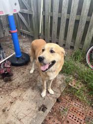 Found/Stray Male Dog last seen NAS Oceana Nec, Virginia Beach, VA 23454