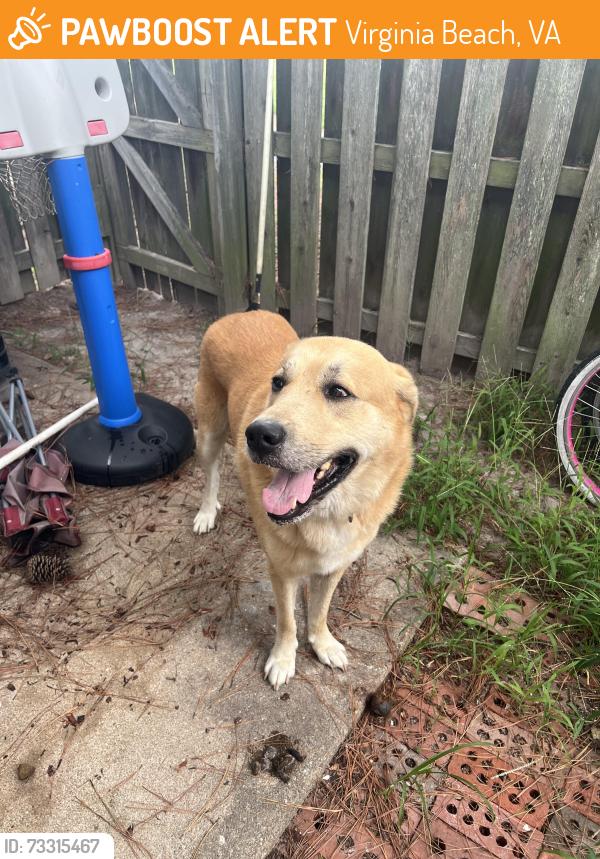 Found/Stray Male Dog last seen NAS Oceana Nec, Virginia Beach, VA 23454