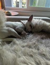 Reunited Female Dog last seen Last seen by courthouse, Fairfield, CA 94533