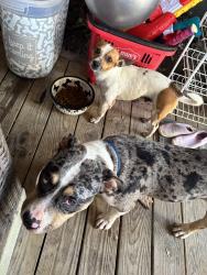 Lost Male Dog last seen Downtown cape, Cape Girardeau, MO 63701