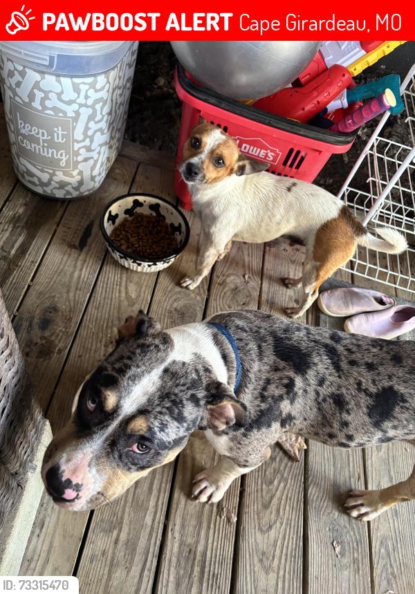 Lost Male Dog last seen Downtown cape, Cape Girardeau, MO 63701