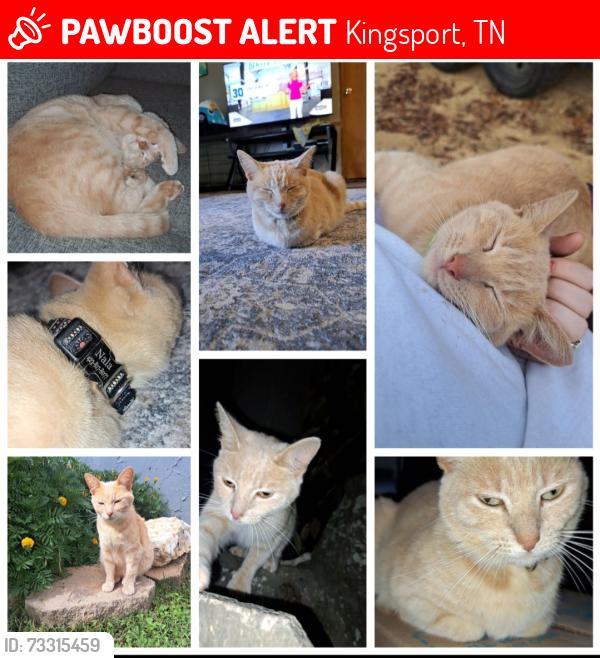 Lost Female Cat last seen Bloomingdale RD, Emory LN, Pauline Road, Rainbow Circle, Kingsport, TN 37660