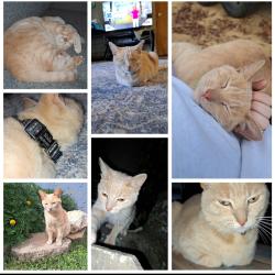 Lost Female Cat last seen Bloomingdale RD, Emory LN, Pauline Road, Rainbow Circle, Kingsport, TN 37660