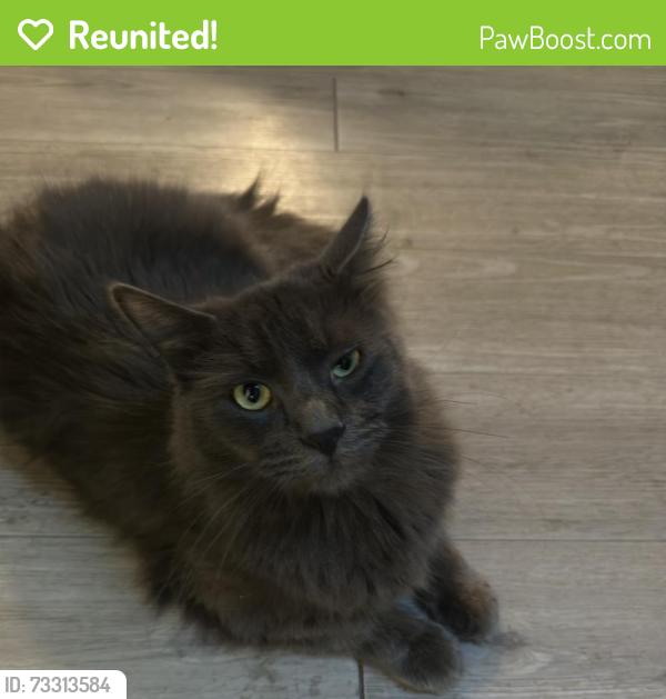Reunited Male Cat last seen Redwood ests, Federal Heights, CO 80260