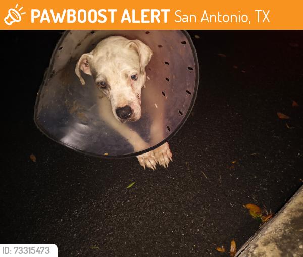 Found/Stray Unknown Dog last seen Dover ridge, San Antonio, TX 78250
