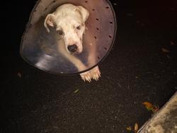 Found/Stray Unknown Dog last seen Dover ridge, San Antonio, TX 78250