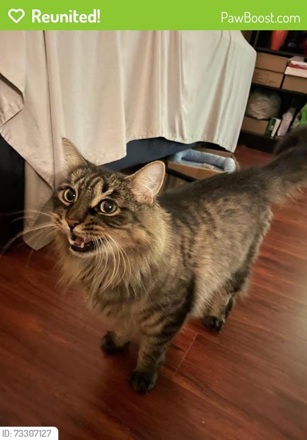 Reunited Male Cat last seen Near 121 St Surrey BC V3W 0J6, Surrey, BC V3W 0J6