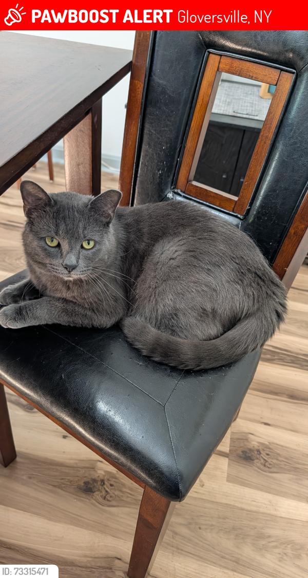 Lost Male Cat last seen Oakwood Dr, Gloversville, NY 12078