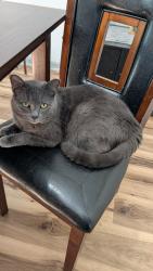 Lost Male Cat last seen Oakwood Dr, Gloversville, NY 12078