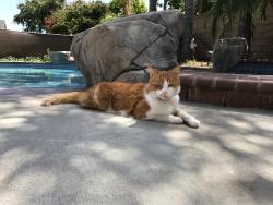 Lost Male Cat last seen Newland & Edinger, Westminster, CA 92683
