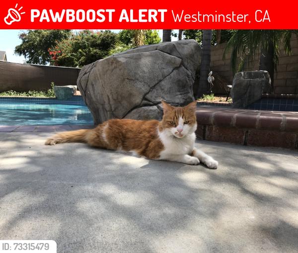 Lost Male Cat last seen Newland & Edinger, Westminster, CA 92683